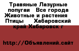 Травяные Лазурные попугаи - Все города Животные и растения » Птицы   . Хабаровский край,Хабаровск г.
